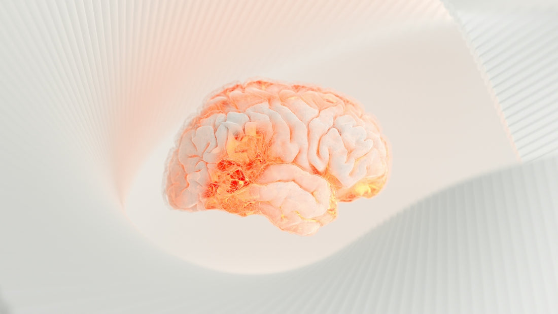 a close up of a human brain on a white surface